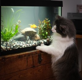 Katten Lucy studerar fiskar i Norddalen.