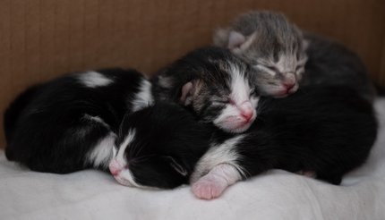 Fyra små kattungar.